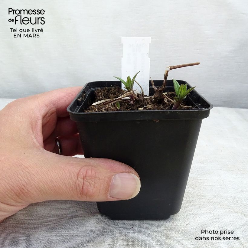 Rudbeckia laciniata Goldquelle Maceta de 8/9 cm Ejemplar entregado en la primavera