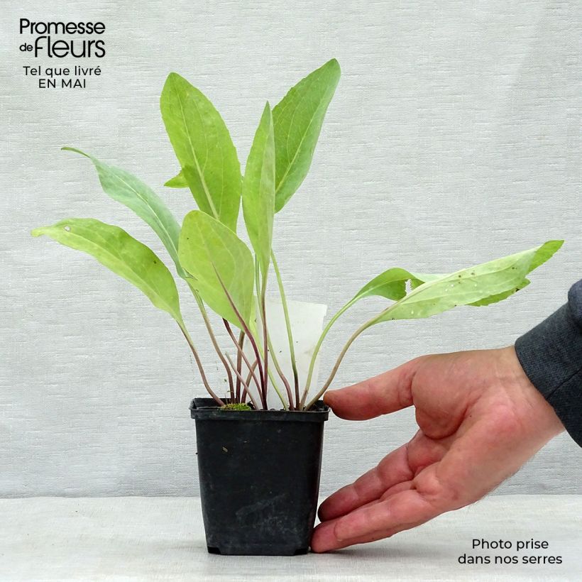 Rudbeckia maxima Maceta de 8/9 cm Ejemplar entregado en la primavera