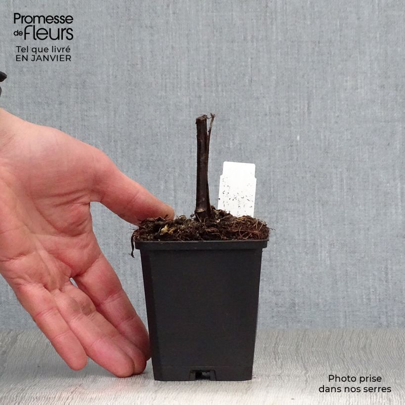 Rudbeckia nitida Herbstsonne Maceta de 8/9 cm Ejemplar entregado en invierno