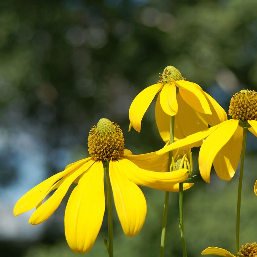 Rudbeckia nitida Herbstsonne (Floración)