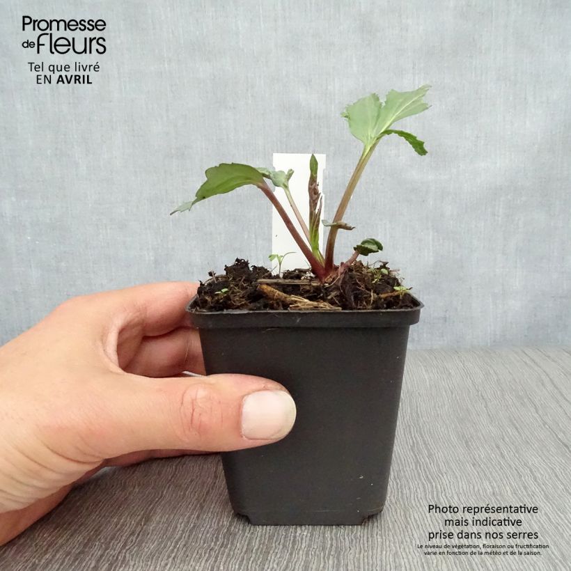 Rudbeckia nitida Herbstsonne Maceta de 8/9 cm Ejemplar entregado en la primavera