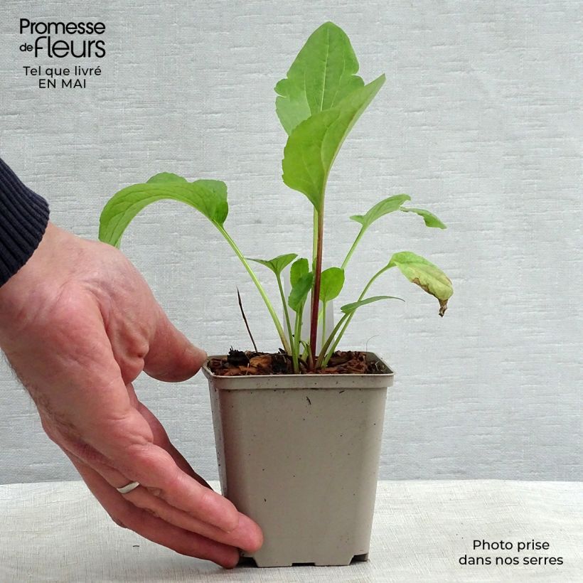 Rudbeckia occidentalis Green Wizard Maceta de 8/9 cm Ejemplar entregado en la primavera