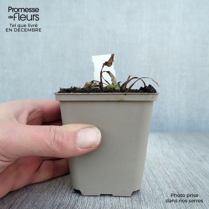 Rudbeckia occidentalis Green Wizard Maceta de 8/9 cm Ejemplar entregado en invierno