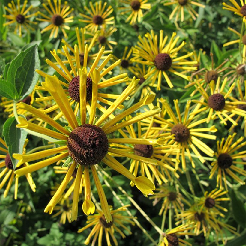 Rudbeckia subtomentosa Henry Eilers (Floración)
