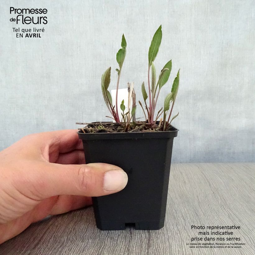 Rudbeckia subtomentosa Henry Eilers Maceta de 8/9 cm Ejemplar entregado en la primavera