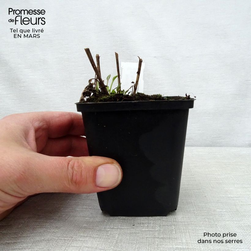 Rudbeckia subtomentosa Little Henry Maceta de 8/9 cm Ejemplar entregado en la primavera