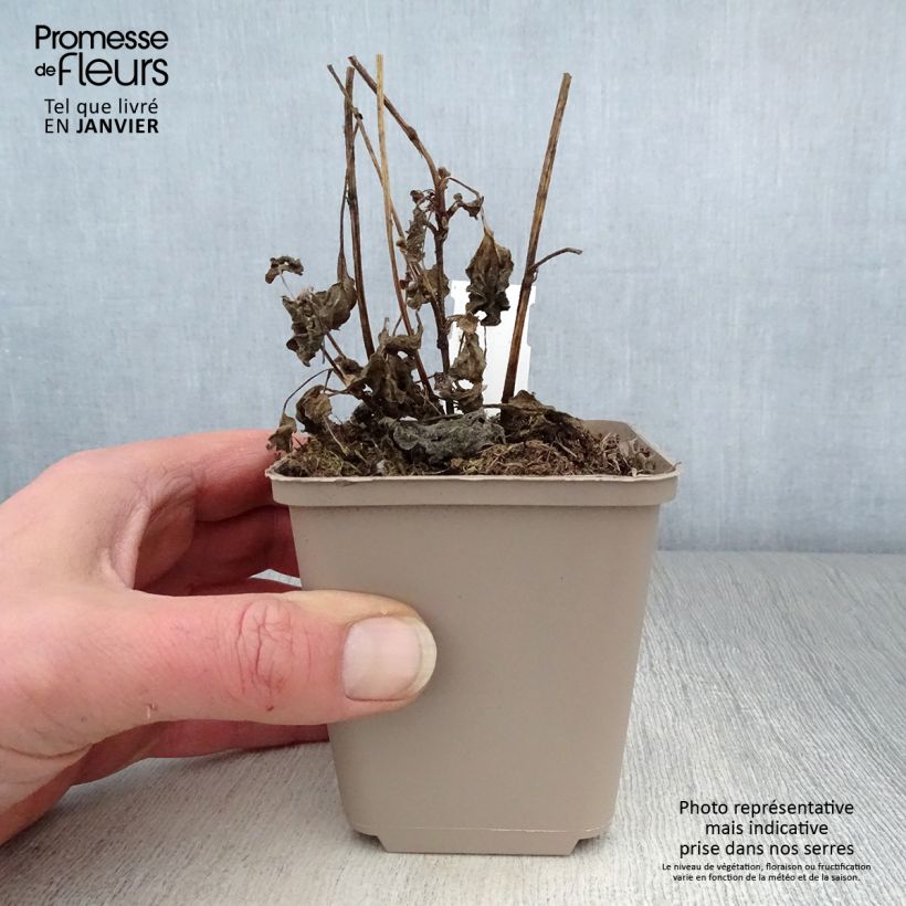 Rudbeckia subtomentosa Little Henry Maceta de 8/9 cm Ejemplar entregado en invierno