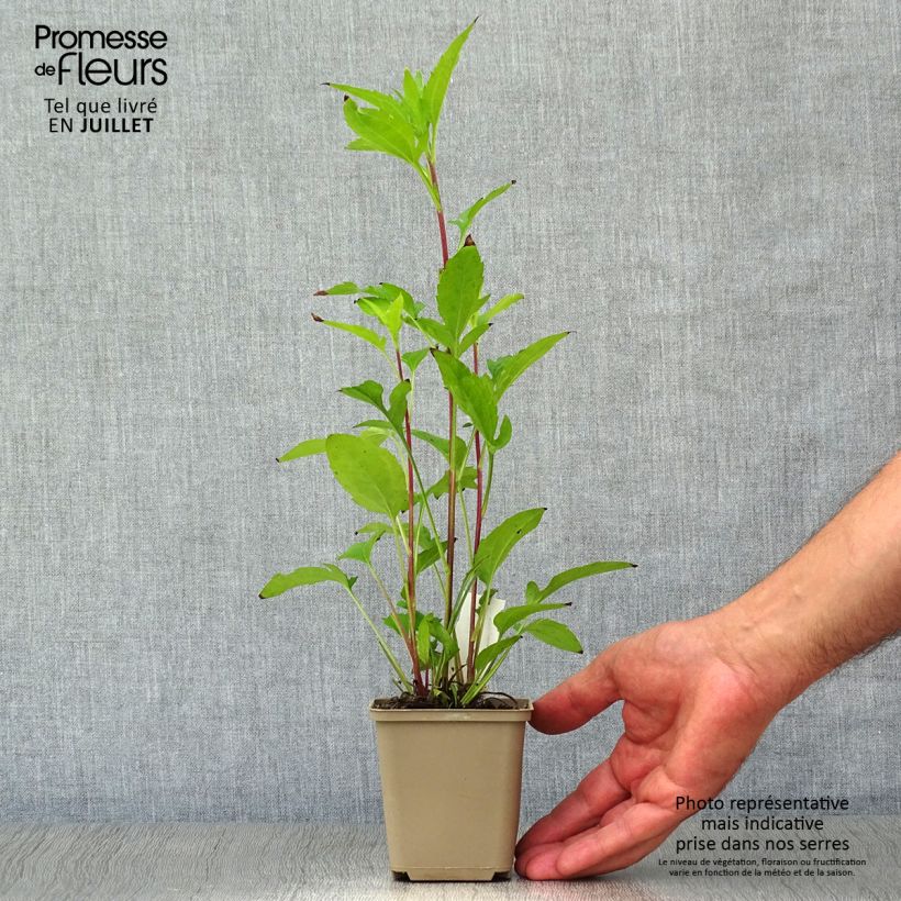 Ejemplar de Rudbeckia triloba Maceta de 8/9 cm entregado en verano