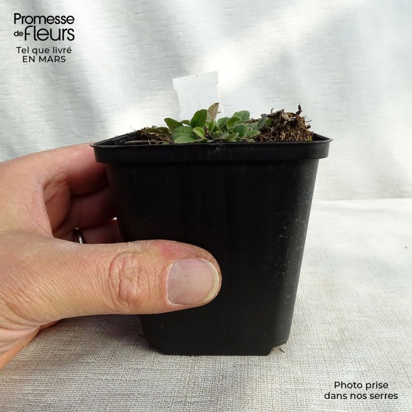 Rudbeckia triloba Prairie Glow Maceta de 8/9 cm Ejemplar entregado en la primavera