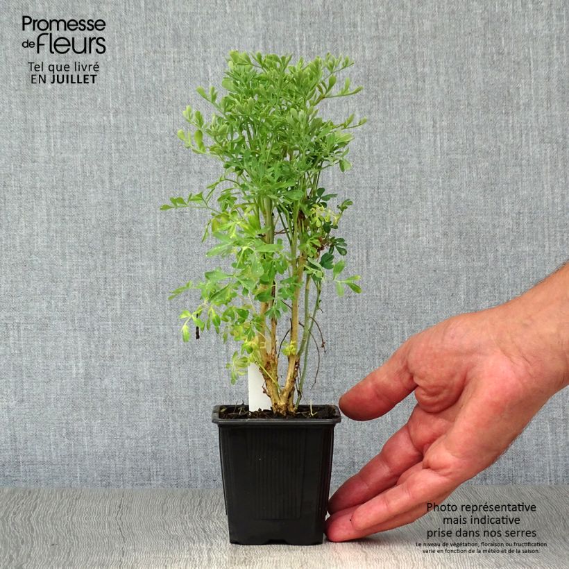Ejemplar de Ruda - Ruta graveolens Maceta de 7/8 cm entregado en verano