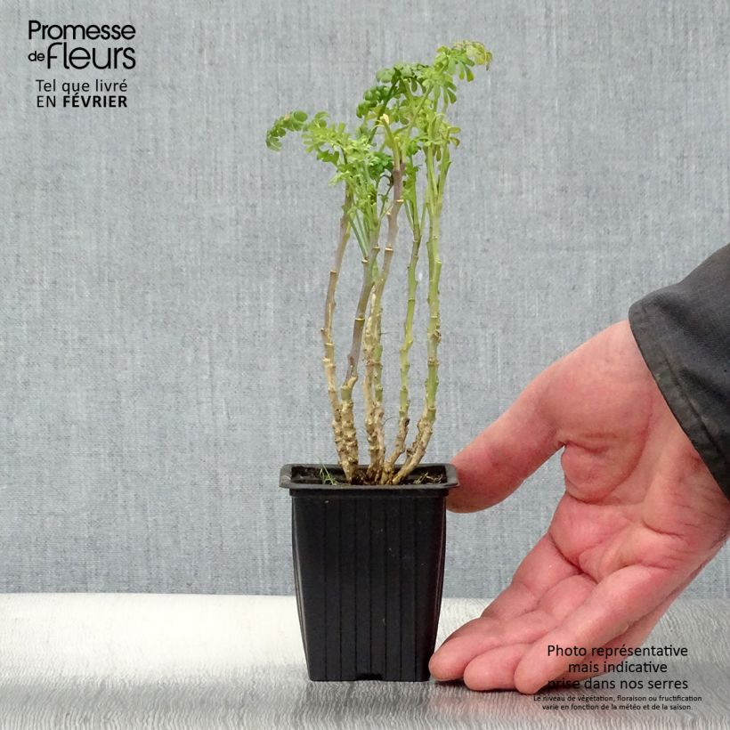 Ruda - Ruta graveolens Maceta de 7/8 cm Ejemplar entregado en invierno