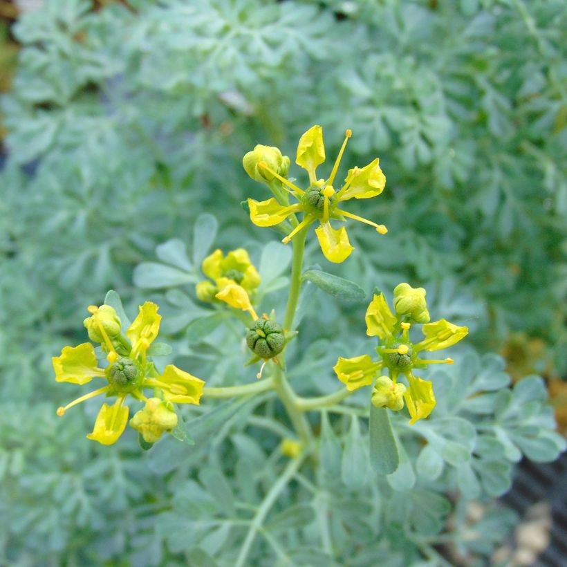 Ruda Jackman's blue - Ruta graveolens (Floración)