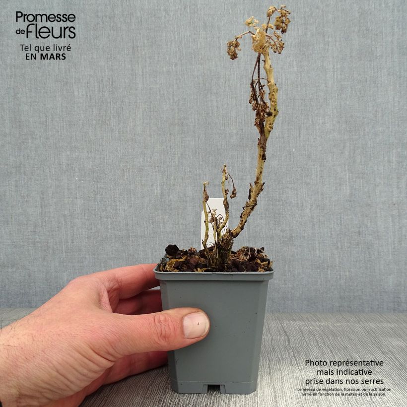 Ruda Jackman's blue - Ruta graveolens Maceta de 8/9 cm Ejemplar entregado en invierno