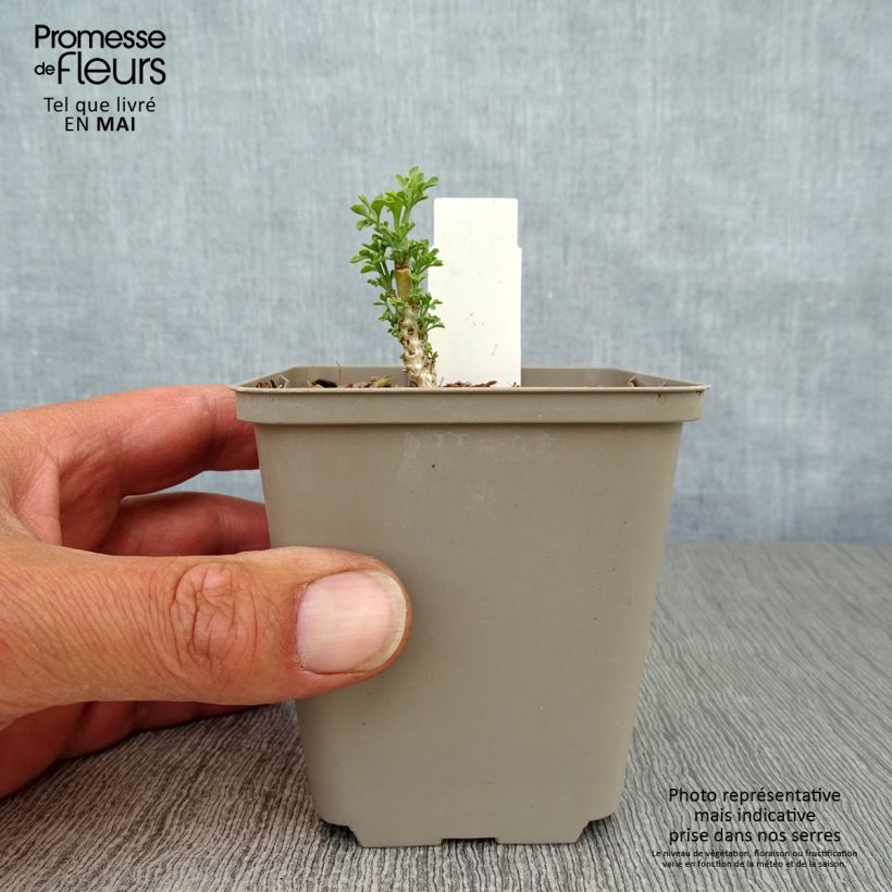 Ruda Jackman's blue - Ruta graveolens Maceta de 8/9 cm Ejemplar entregado en la primavera