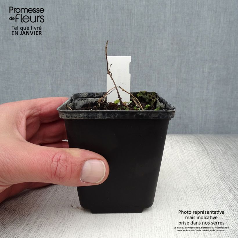 Ruellia humilis - Petunia silvestre Maceta de 8/9 cm Ejemplar entregado en invierno