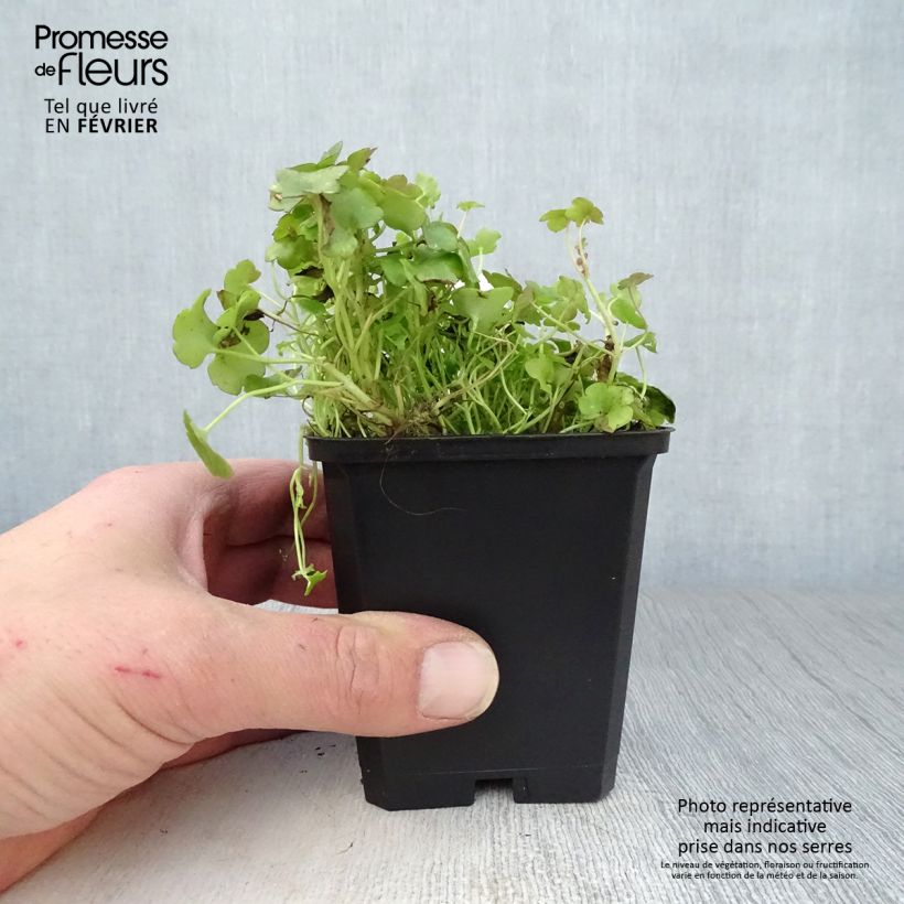 Cymbalaria muralis - Palomilla de muro Maceta de 8/9 cm Ejemplar entregado en invierno