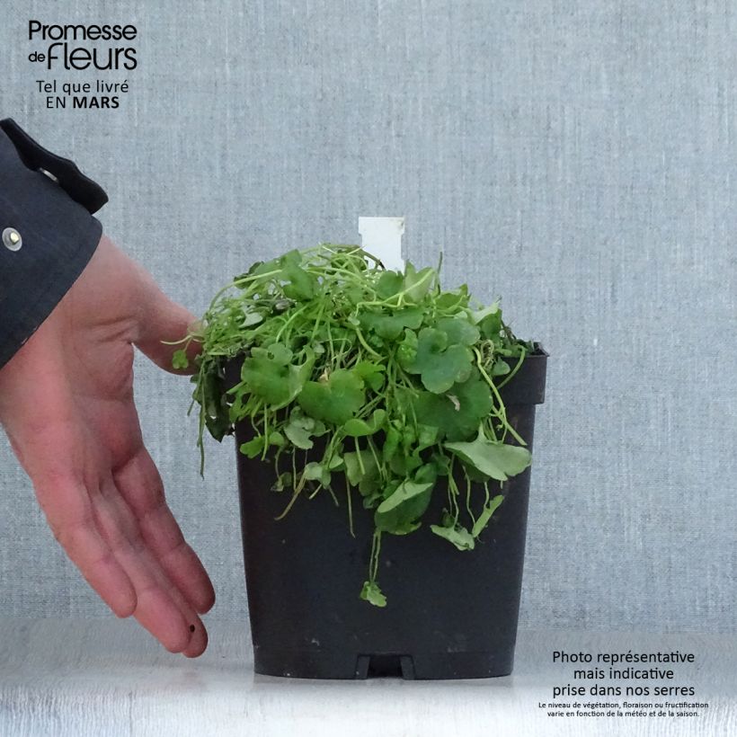 Cymbalaria muralis - Palomilla de muro Maceta 2L/3L Ejemplar entregado en la primavera