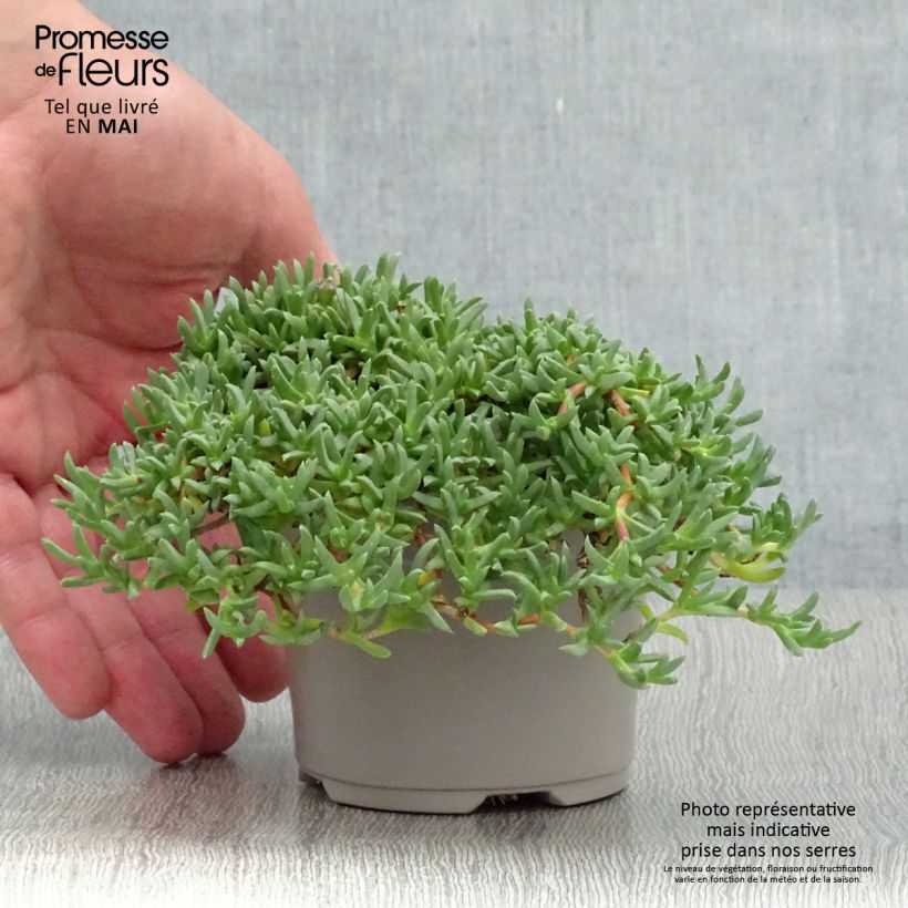 Ruschia prostrata Maceta de 8/9 cm Ejemplar entregado en la primavera