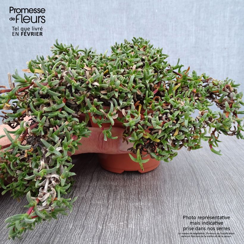 Ruschia prostrata Maceta de 8/9 cm Ejemplar entregado en invierno