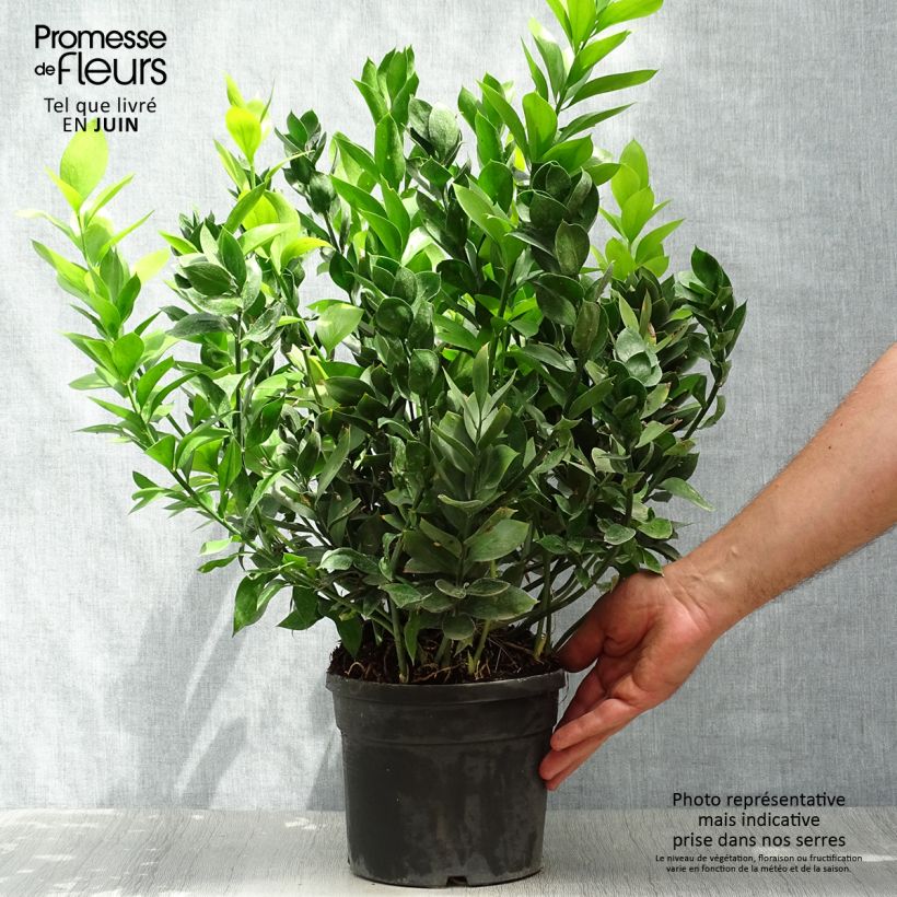 Ejemplar de Ruscus hypoglossum - Brusco de hojas anchas Maceta 3L/4L entregado en verano