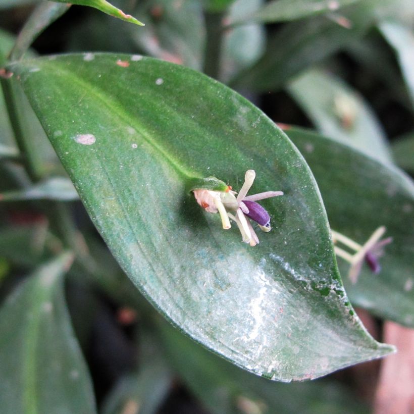 Ruscus hypoglossum - Brusco de hojas anchas (Floración)