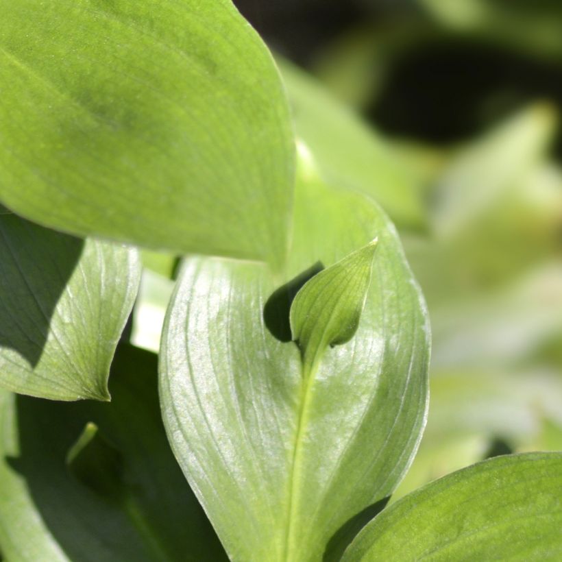 Ruscus hypoglossum - Brusco de hojas anchas (Follaje)