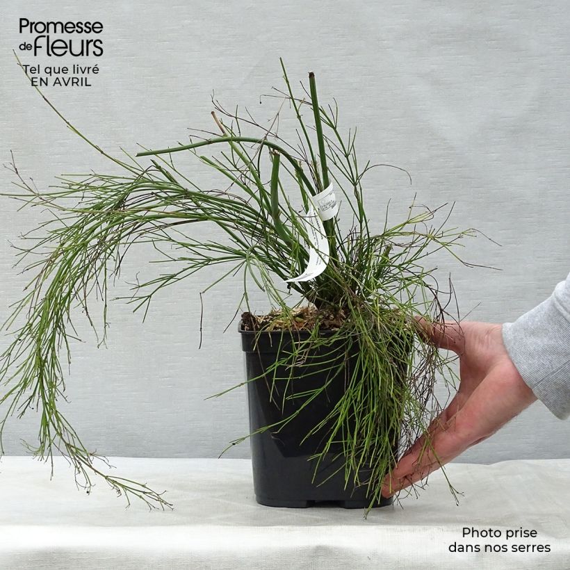 Russelia equisetiformis - Ruselia Maceta 3L/4L Ejemplar entregado en la primavera