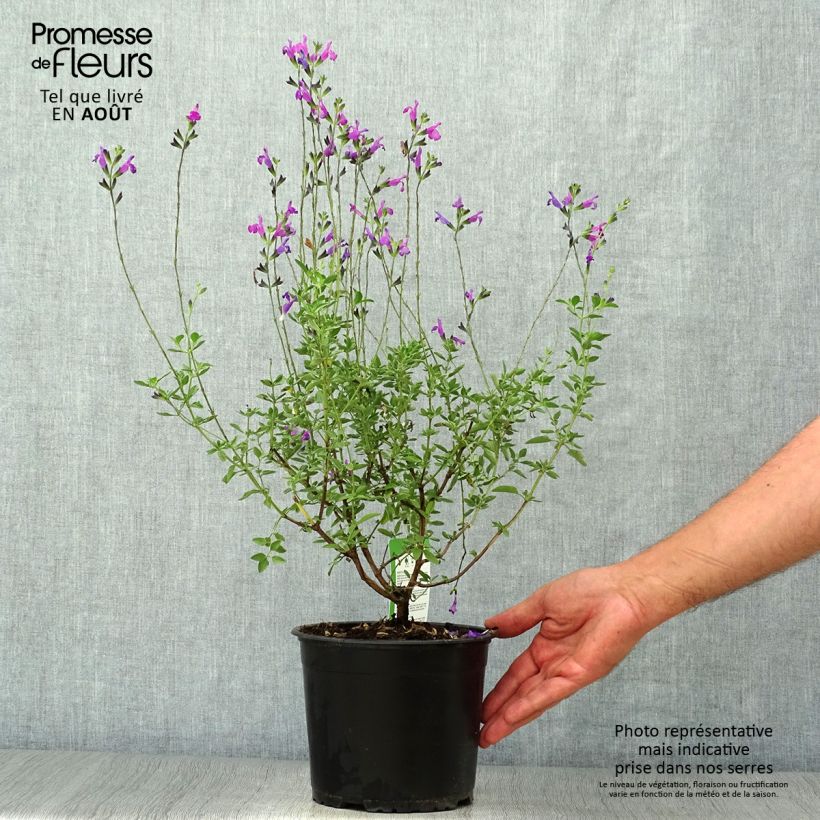Ejemplar de Salvia greggii ARCTIC BLAZE Purple - Salvia de otoño Maceta 2L/3L entregado en verano