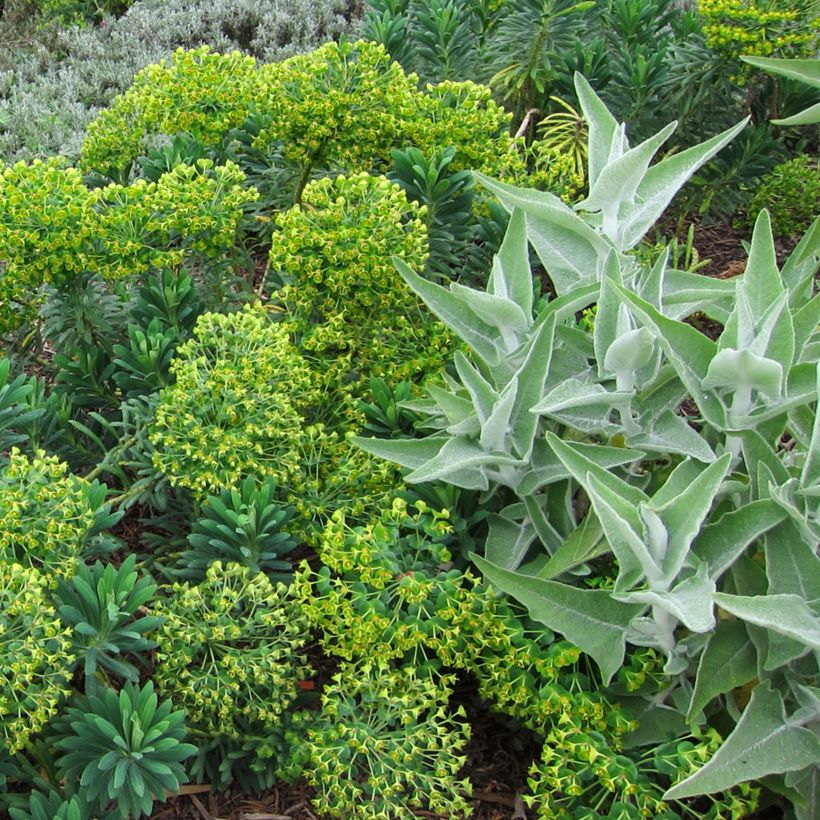 Salvia candidissima (Porte)