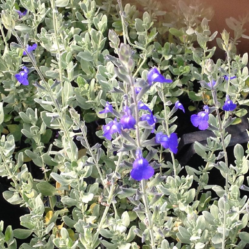 Salvia chamaedryoides var. isochroma (Follaje)