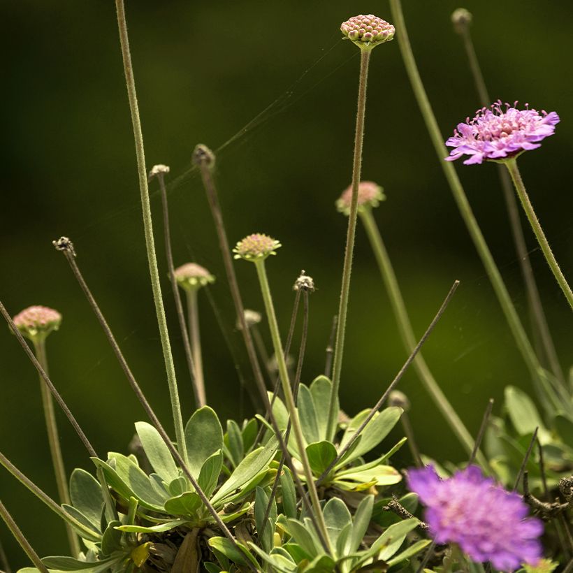 Scabiosa cretica - Escabiosa (Follaje)