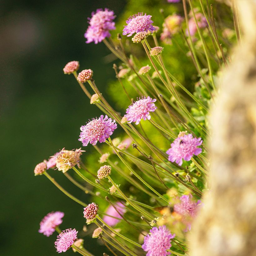 Scabiosa cretica - Escabiosa (Porte)