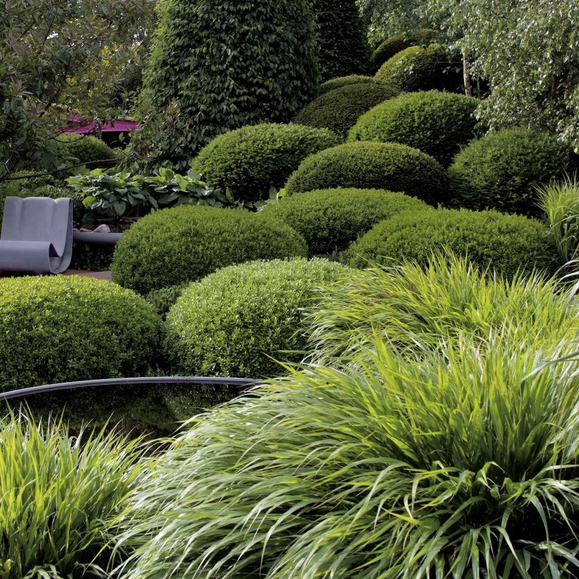 Hakonechloa macra - Hierba de Hakone (Porte)