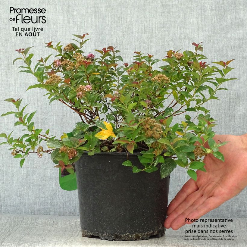 Ejemplar de Espirea japonica Merlo Green - Espirea del Japón Maceta 2L/3L entregado en verano