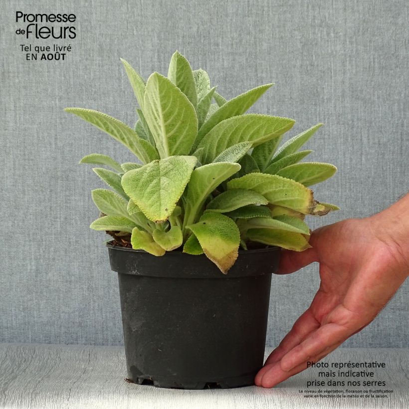 Ejemplar de Stachys byzantina Big Ears - Oreja de liebre Maceta 1,5L/2L entregado en verano