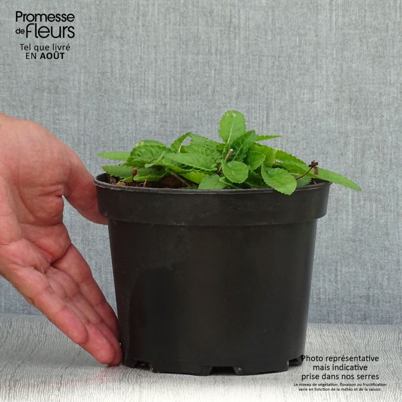 Ejemplar de Stachys monieri Hummelo Maceta 2L/3L entregado en verano