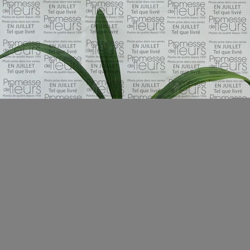 Ejemplar de Sabal bermudana - Palmera de las Bermudas Maceta de 12 cm / 13 cm entregado en verano