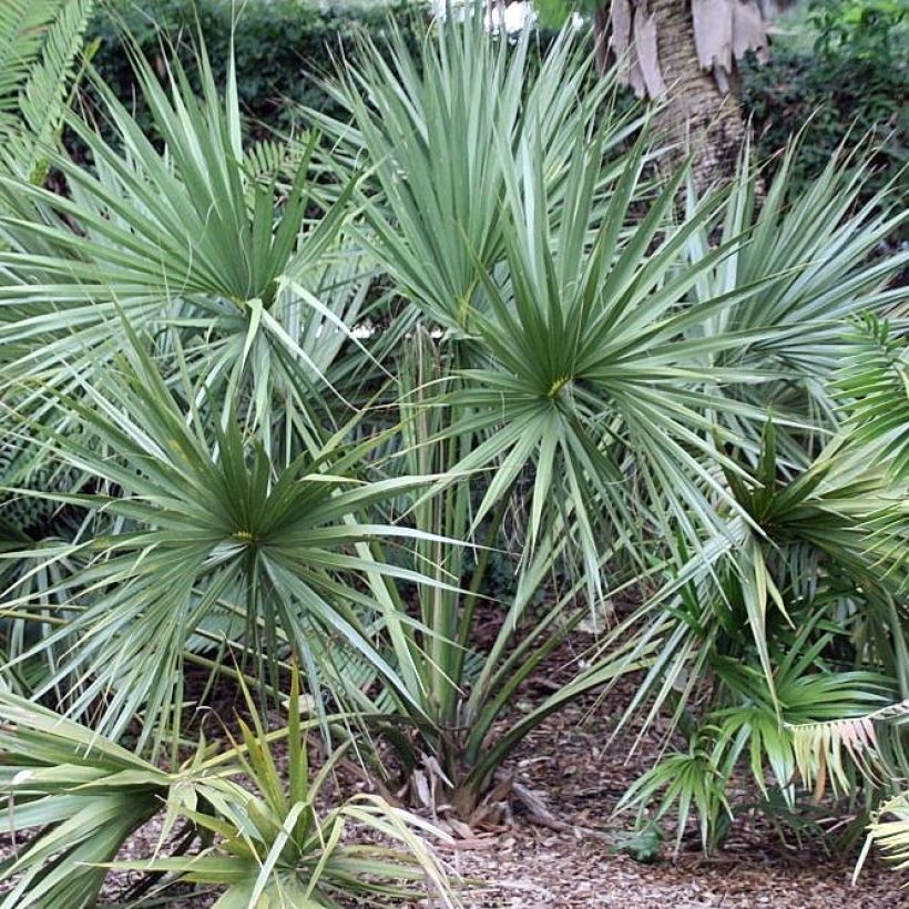 Sabal etonia - Sabal de Florida (Porte)
