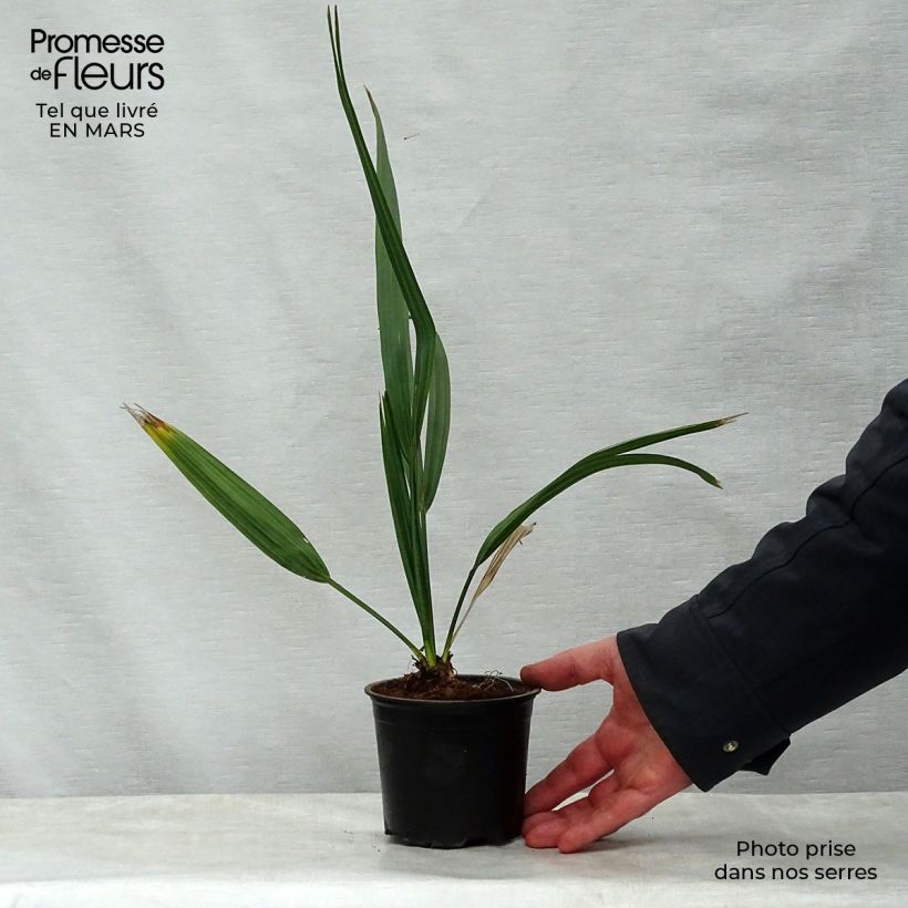Sabal etonia - Sabal de Florida Maceta de 12 cm / 13 cm Ejemplar entregado en la primavera