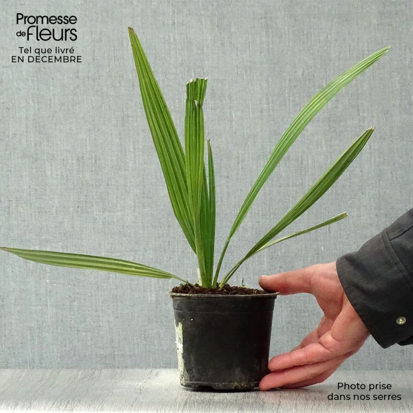 Sabal mauritiiformis - Palmera Maceta de 12 cm / 13 cm Ejemplar entregado en invierno