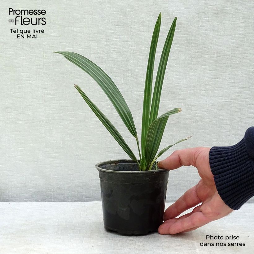Sabal mauritiiformis - Palmera Maceta de 12 cm / 13 cm Ejemplar entregado en la primavera
