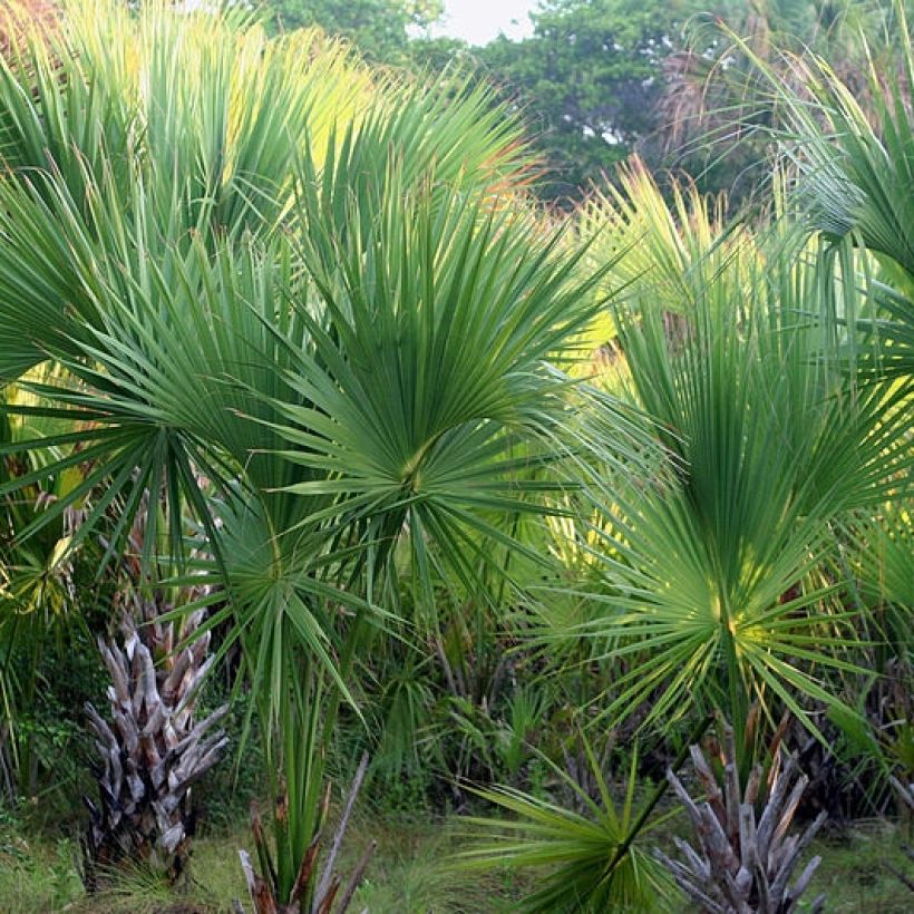 Sabal mexicana - Palmito mexicano (Porte)