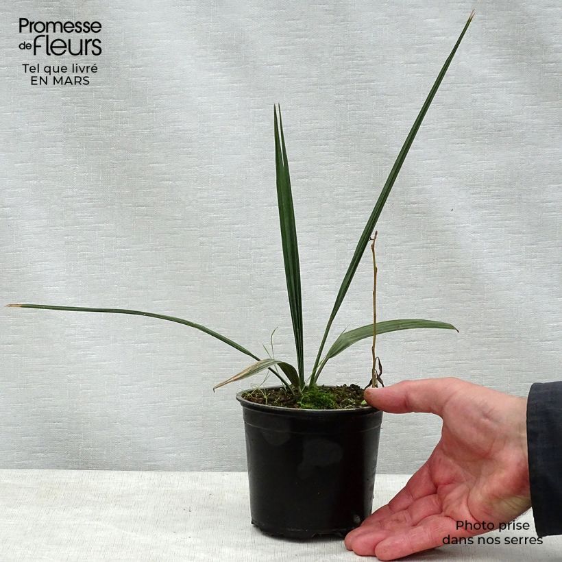 Sabal palmetto - Palmeto Maceta de 12 cm / 13 cm Ejemplar entregado en la primavera