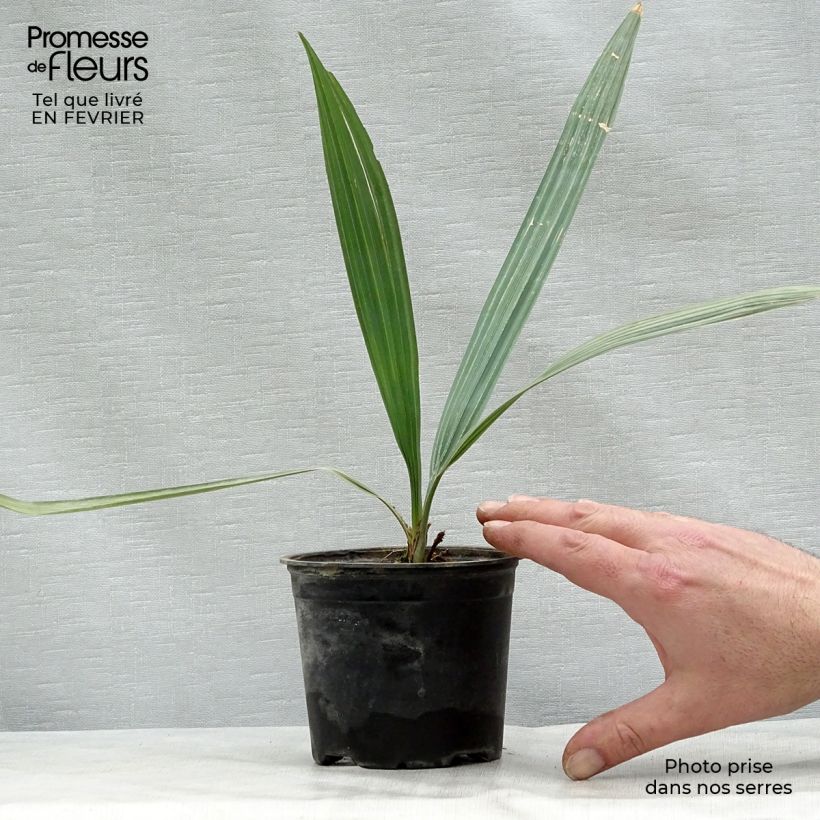Sabal uresana - Sonora palmetto Maceta de 12 cm / 13 cm Ejemplar entregado en invierno