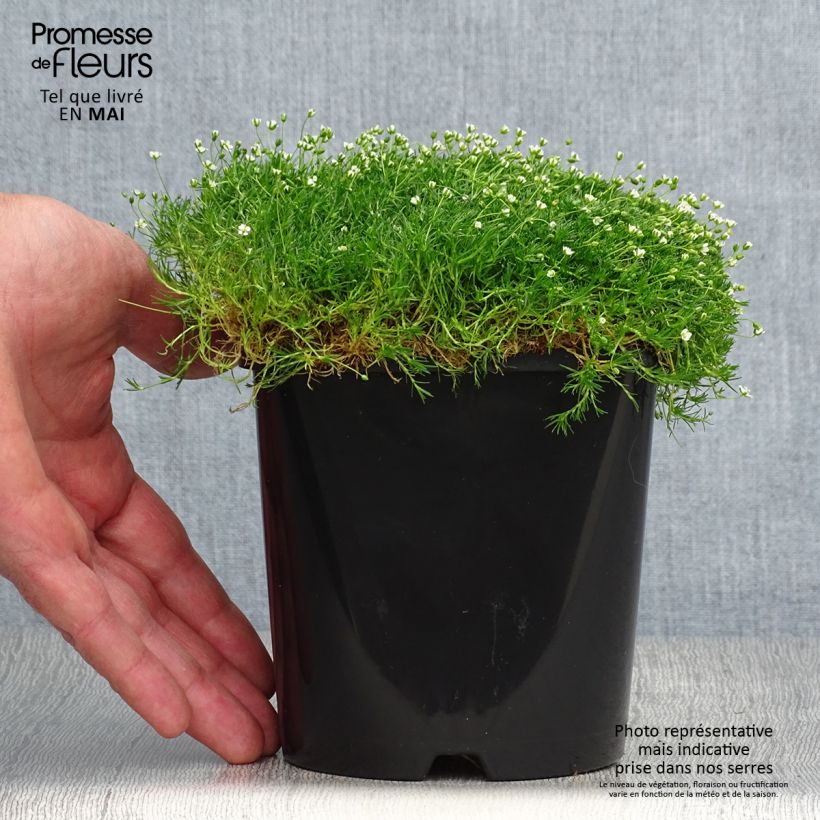 Sagina subulata Green Moss - Musgo irlandés Maceta 1,5L/2L Ejemplar entregado en la primavera