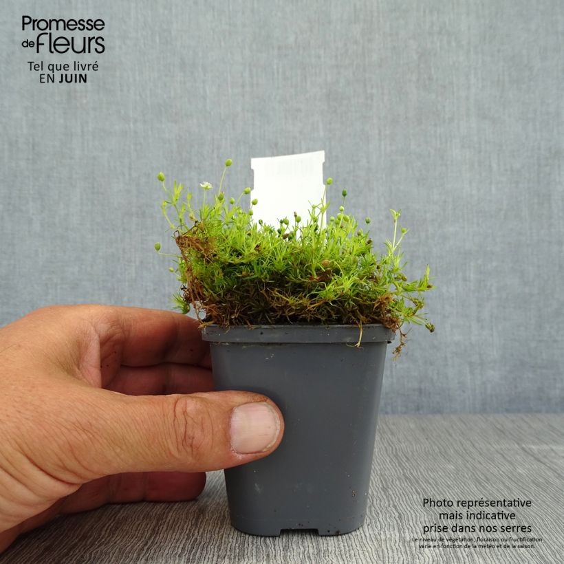 Ejemplar de Sagina subulata Aurea - Musgo irlandés Maceta de 8/9 cm entregado en verano