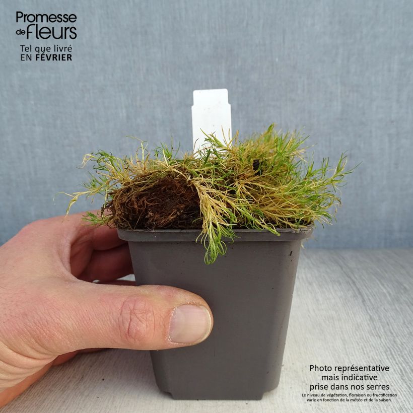 Sagina subulata Aurea - Musgo irlandés Maceta de 8/9 cm Ejemplar entregado en invierno