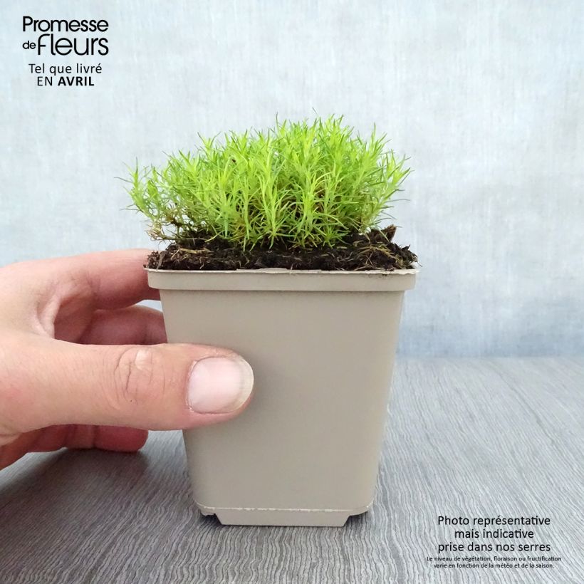 Sagina subulata Aurea - Musgo irlandés Maceta de 8/9 cm Ejemplar entregado en la primavera