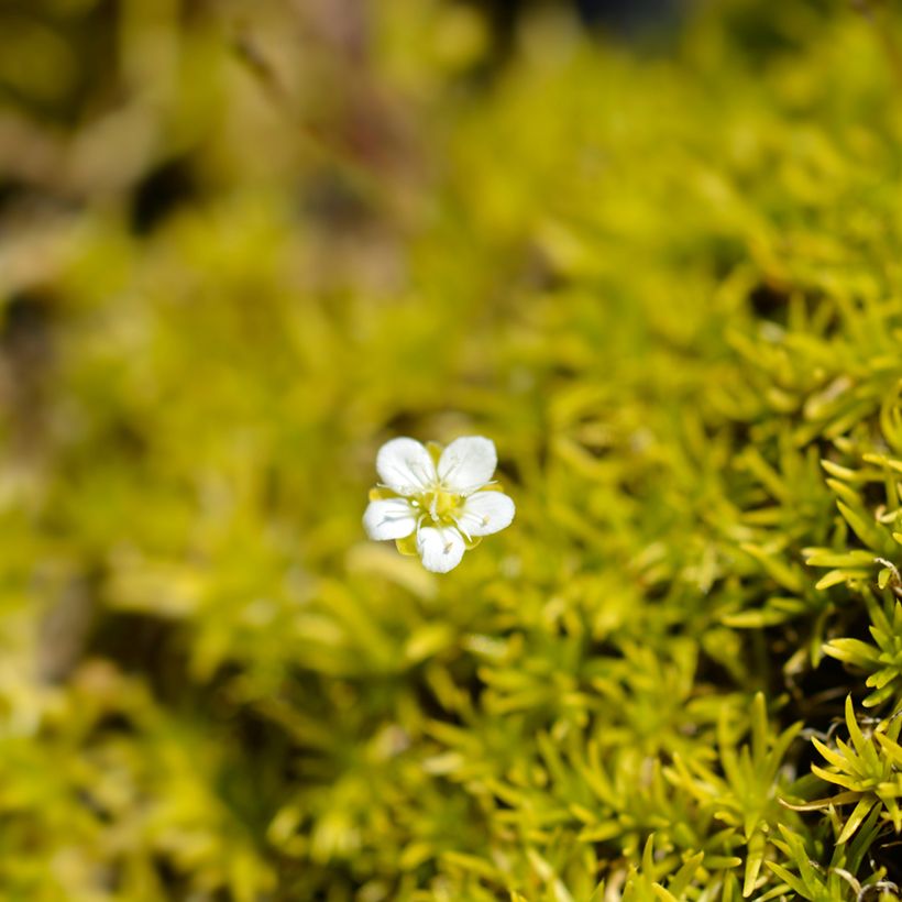 Sagina subulata Aurea - Musgo irlandés (Floración)
