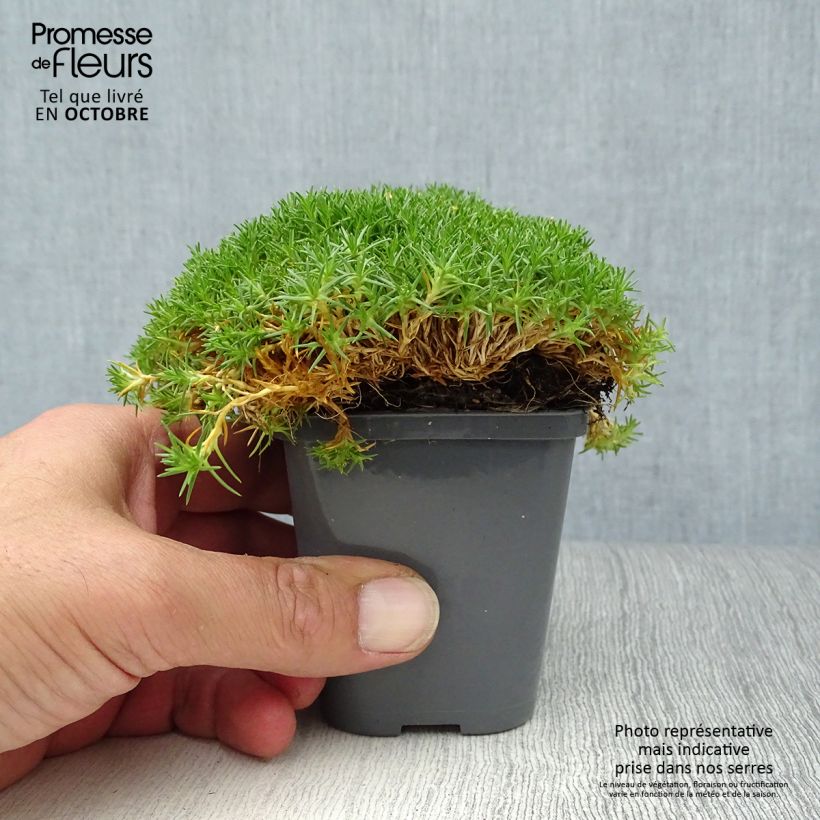 Ejemplar de Sagina subulata Pine Green - Musgo irlandés Maceta de 8/9 cm entregado en otoño